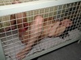 飼育奴隷に憧れて　サンプル画像08